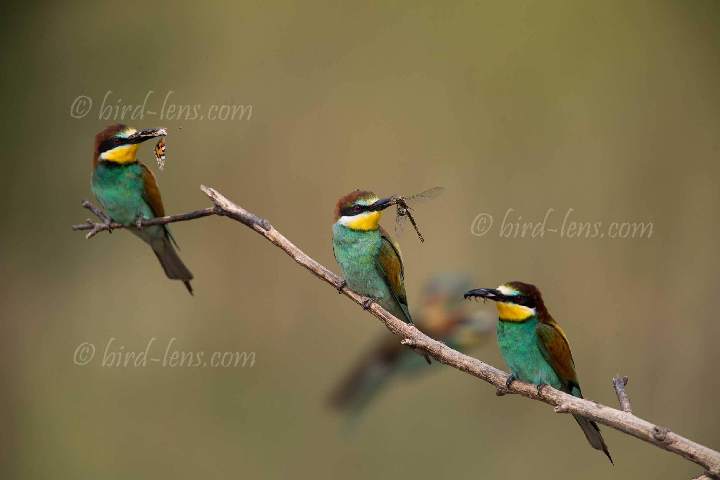 Bienenfresser (europ.)